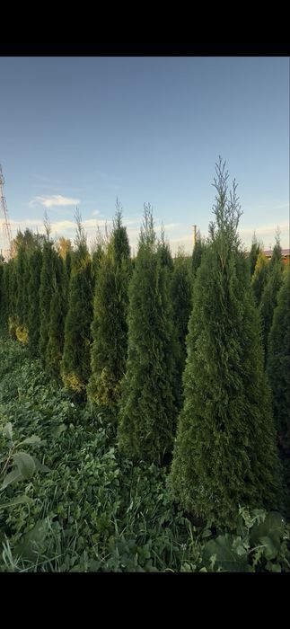 Продаж Туя Смарагд висотою 2 м.- 550 грн. В наявності велика кількість