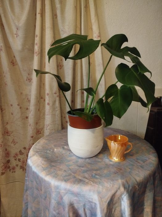 Monstera Deliciosa (Costela-de-Adão) Saudável – 45-50 cm