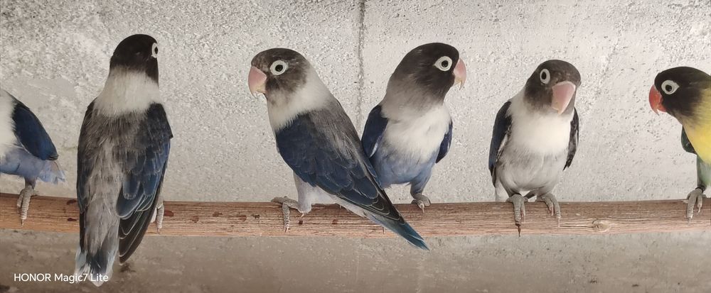 Agapórnis personatus