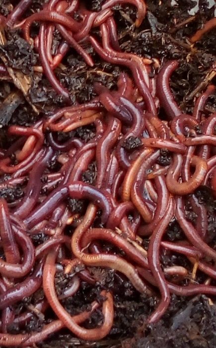 Kit + de 500 Minhocas Californianas (Eisenia foetida) + ovos