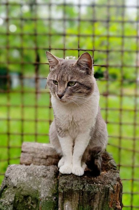 в добрі руки котик