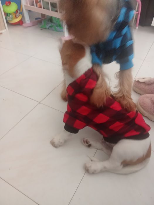 Da se arracado de Jack russel