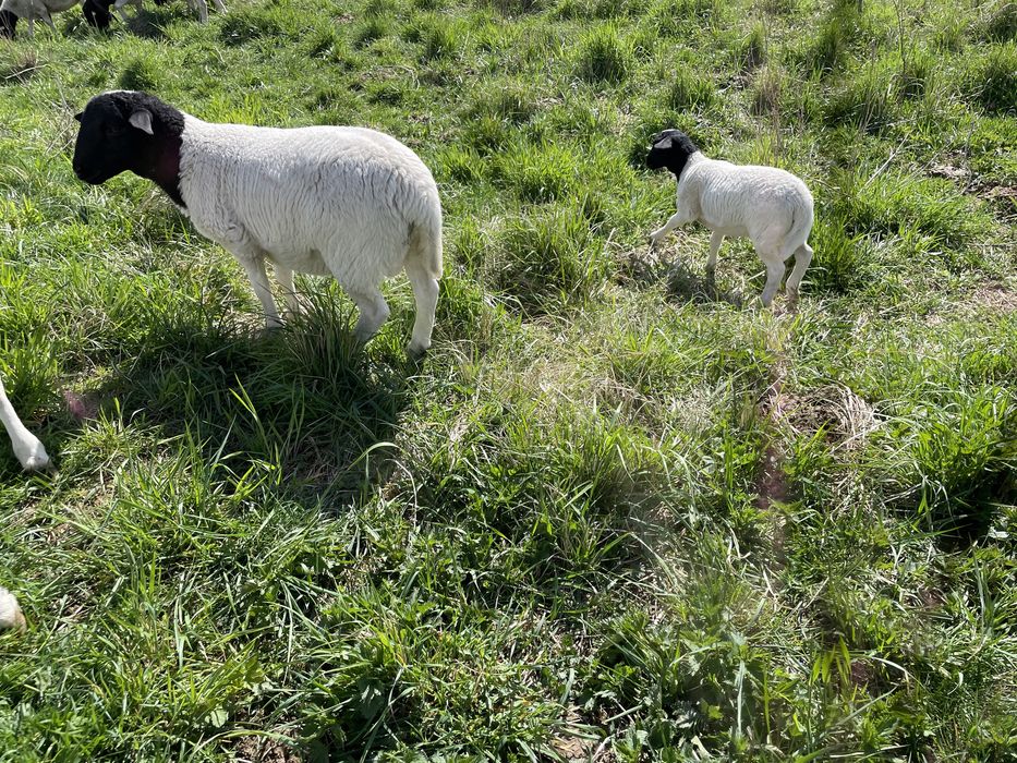 Owieczki dorper jarki 3,5 mc. Owca dorper jarka