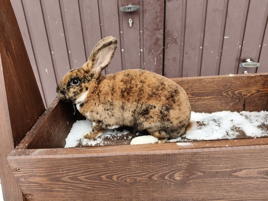 Królik rex , rex dalmatyński , rex gepard