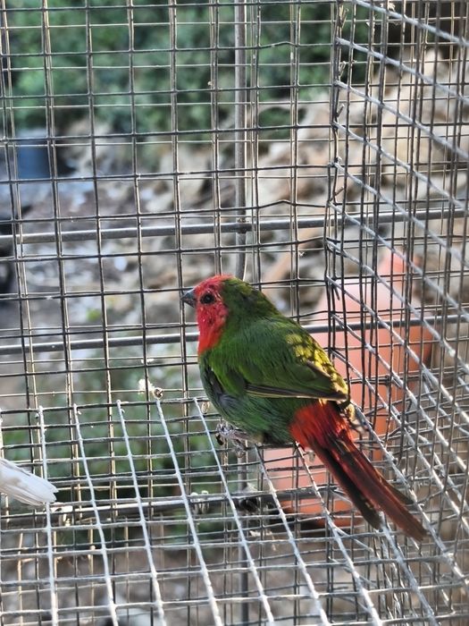 Aves exóticas de pequeno porte