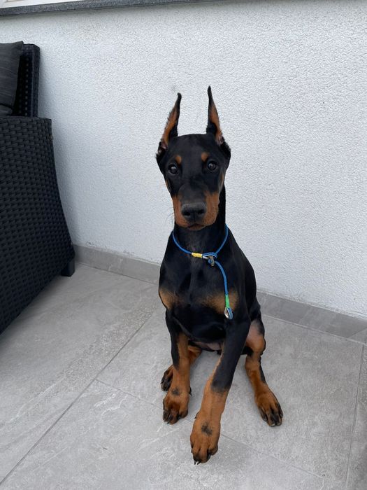 Suczka rasy doberman