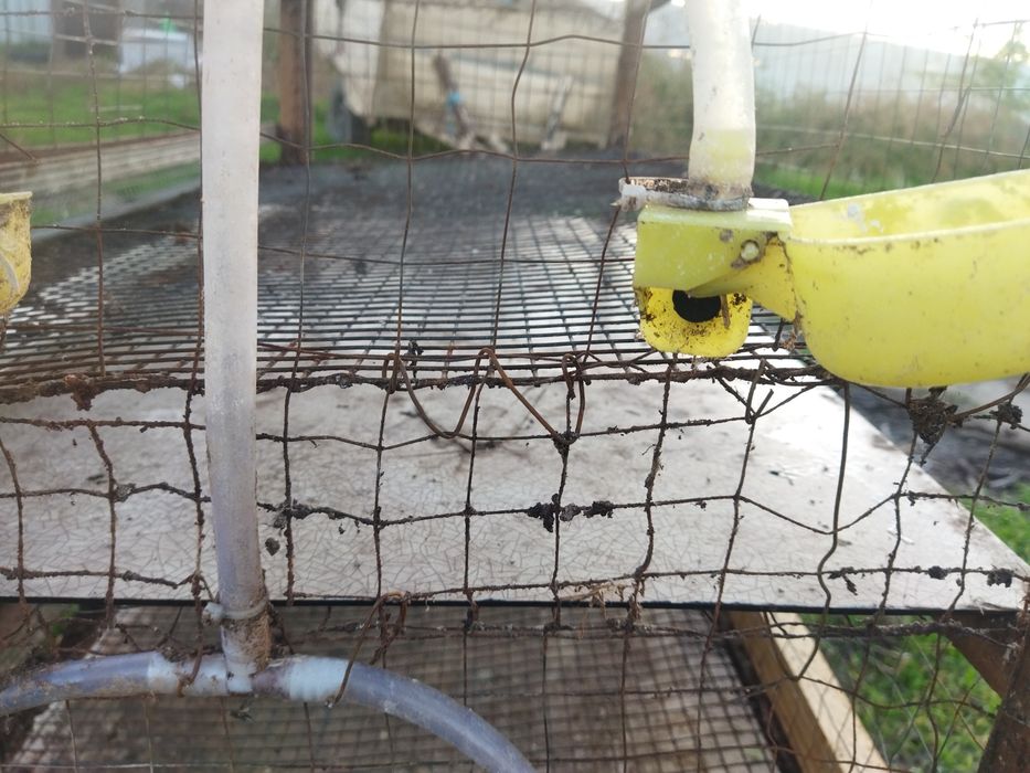 Клетка для перепелов