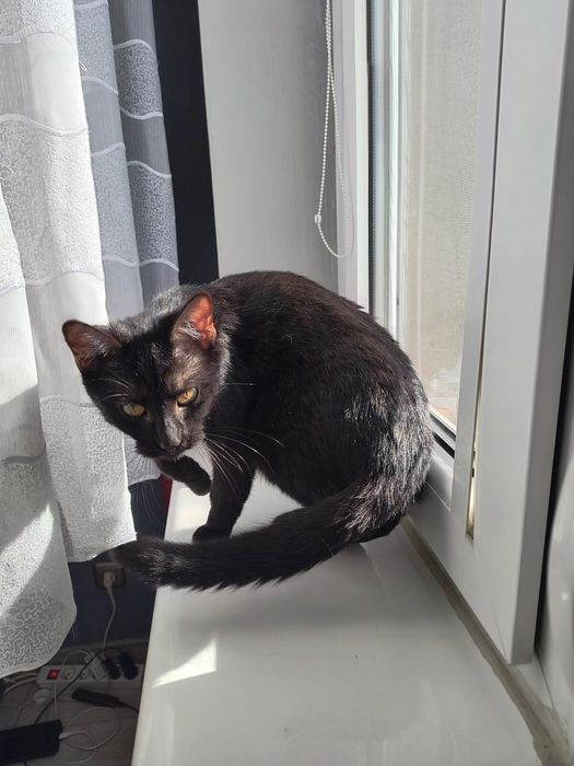 Młoda czarna koteczka