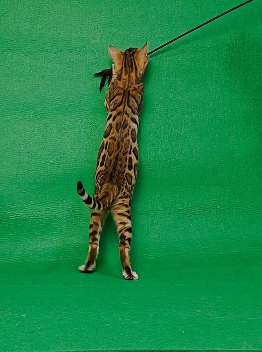 Розкішний хлопчик бенгал