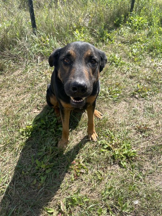 Безкоштовно у добрі руки