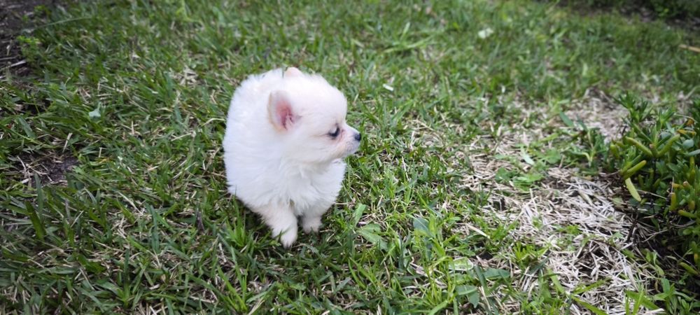 Spitz alemão anão fêmea  Lulu da Pomerânia