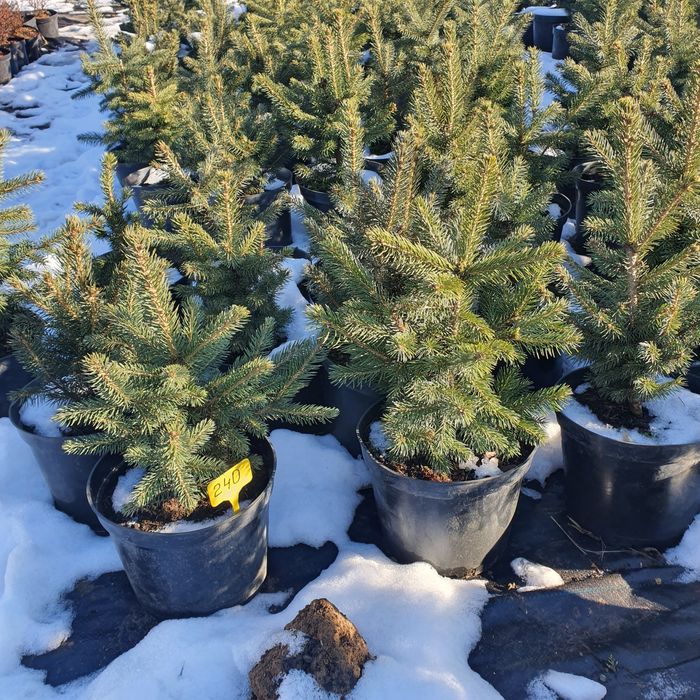 Сосна горная  и много других видов