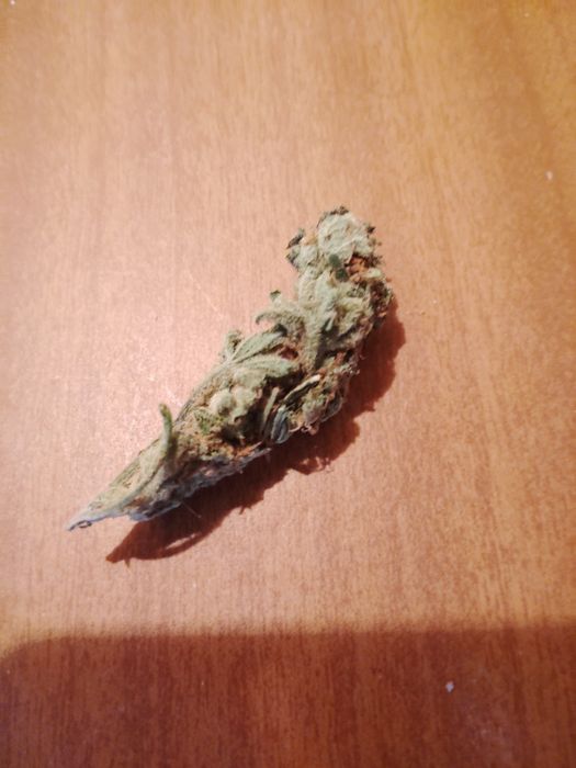 Ruderalis Skunk Premium CBD 4g