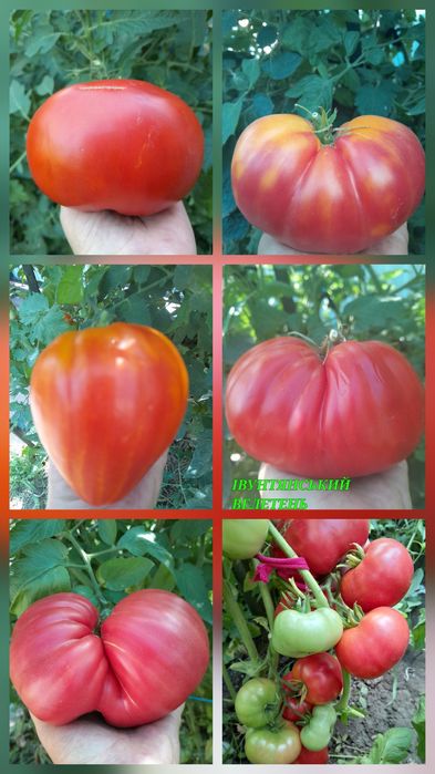 Насіння колекційних томатів