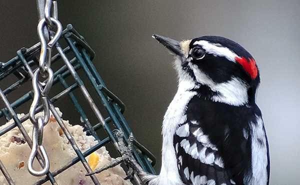 Tamron 18-300mm f/3.5-6.3 Di III-A VC VXD Fujifilm c/garantia