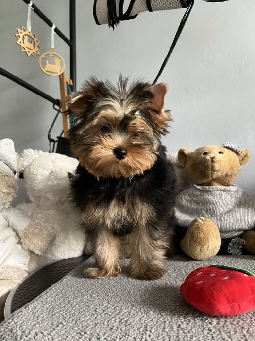 Yorkshire Terrier