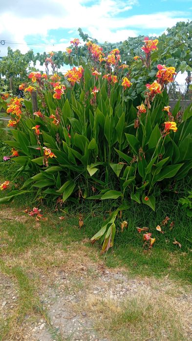 lote de 150 Canna Indica 3 variedades