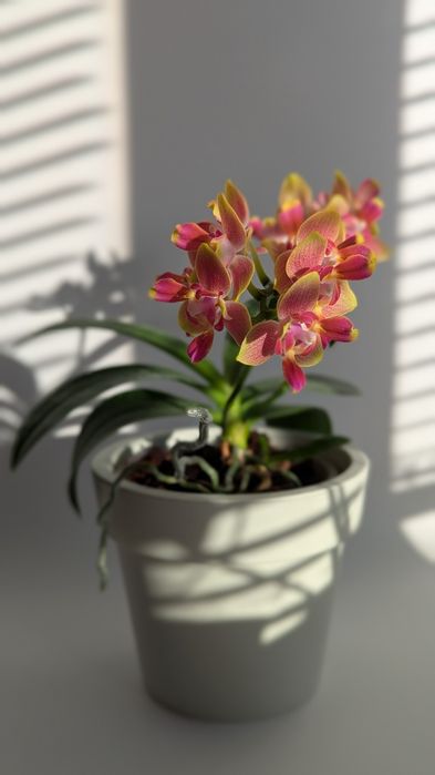 Орхідея триліпс ароматний