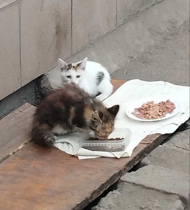 Віддамо кошенят в хороші руки безкоштовно