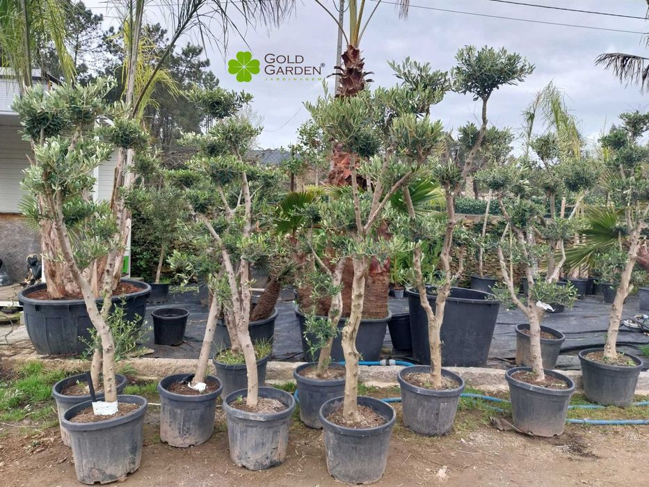 Oliveiras para Jardim