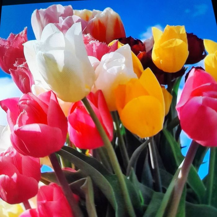 Нарциссы , тюльпаны