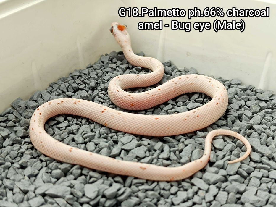 Wąż zbożowy Palmetto ph. 66% charcoal, amel - Bug eye / Zbożówka