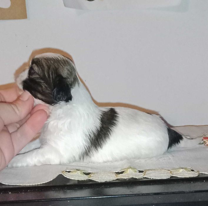 shih-tzu com pedigree (LOP)
