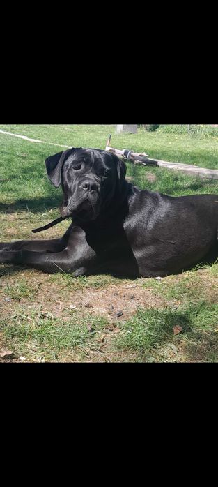 Suczka cane corso 18 miesiecy rodzice FCI OBRONNA !
