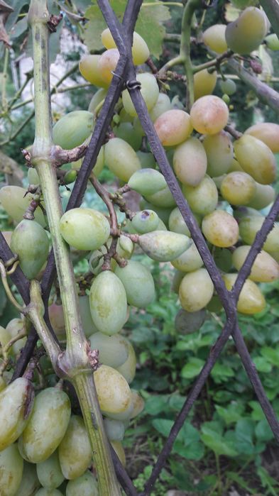 Sprzedam Sadzonki Truskawek Zwykłych i Całorocznych, Winorosli, Malin