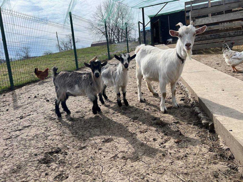 Камерунские, Тюренские,  молочные козы.