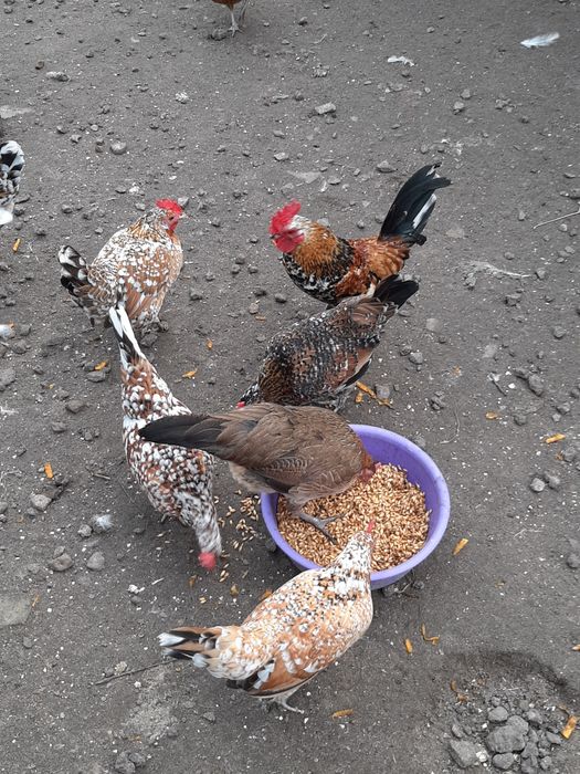 Бентамки (корольки мини куры