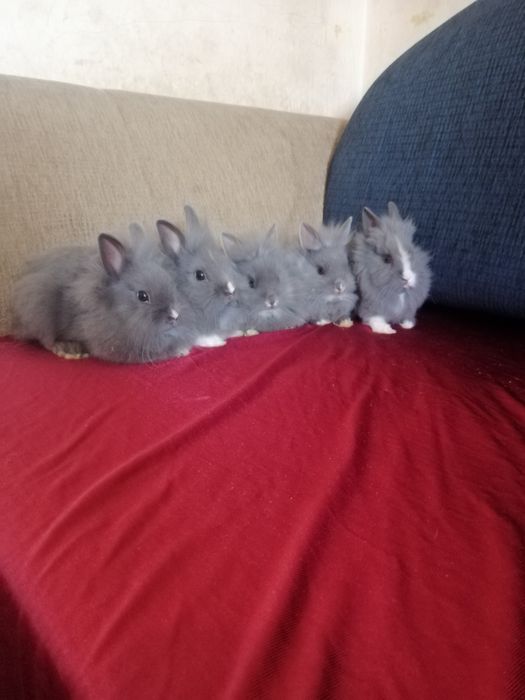 Króliczek karzełek Teddy, Lewek, Mini Lop