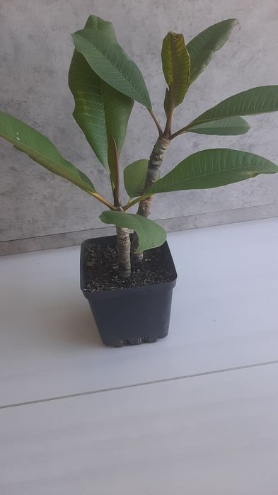 Plumeria sadzonka