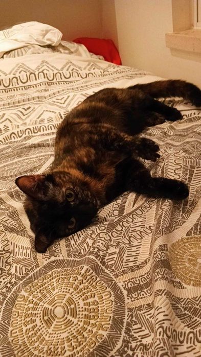 Gata super meiga independente