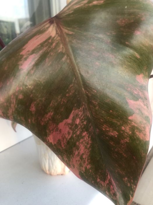 Філодендрон Ред Емеральд