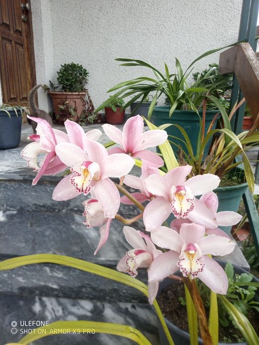 Mudas de orquídeas