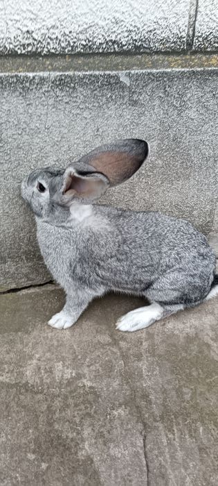 Кролі різних порід