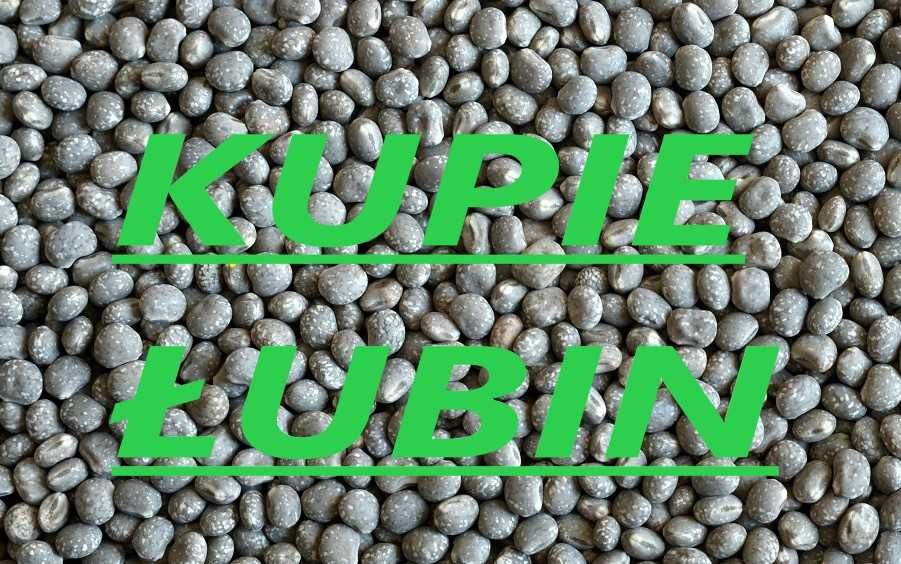 Skup łubin słodki oraz gorzki  grykę facelie seradele