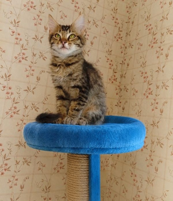Кошеня в добрі руки безкоштовно