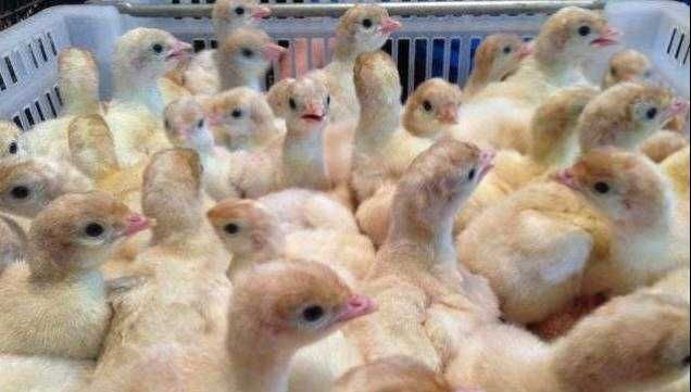 Сільськогосподарські тварини