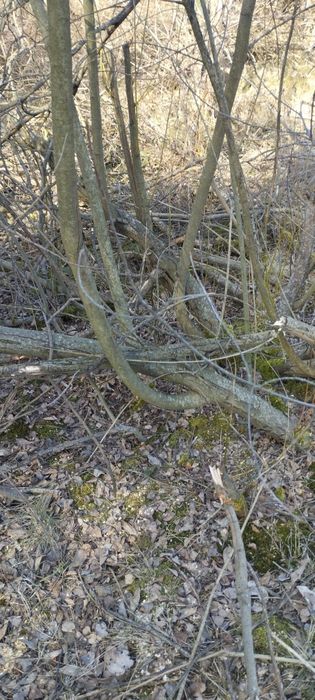 Drewno opałowe gratis