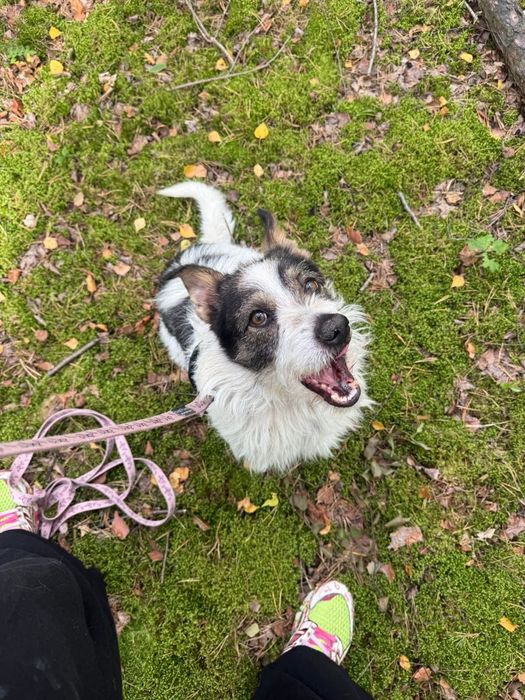 Szorsciak do adopcji piesek terrier