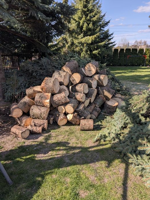 Oddam drewno iglaste z gałęziami.