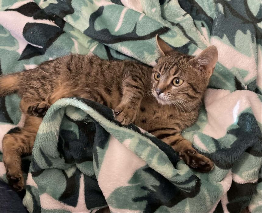 Małe kotki szukają domków