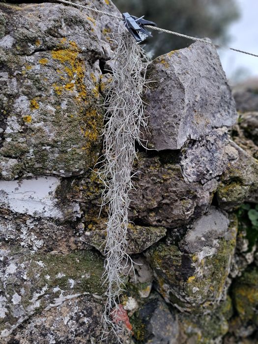 Tillandsia “Barbara de Velho”,  planta aérea