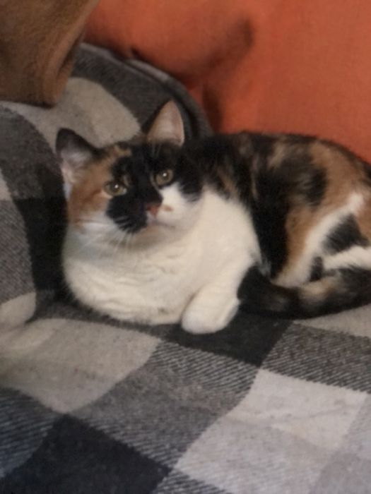 Кошечка Марта ждёт свою семью