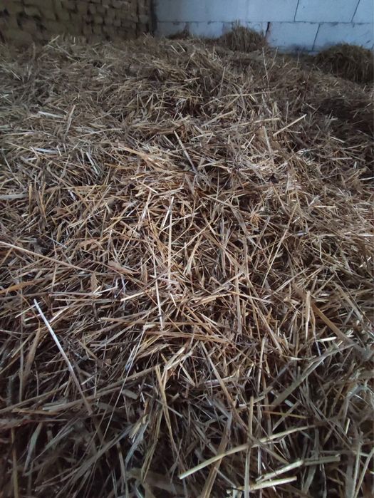 słoma luzem ze stodoły Za Darmo