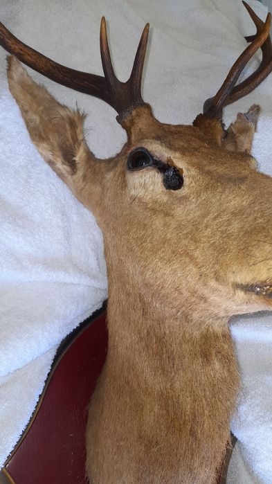 Cabeça de veado embalsemado