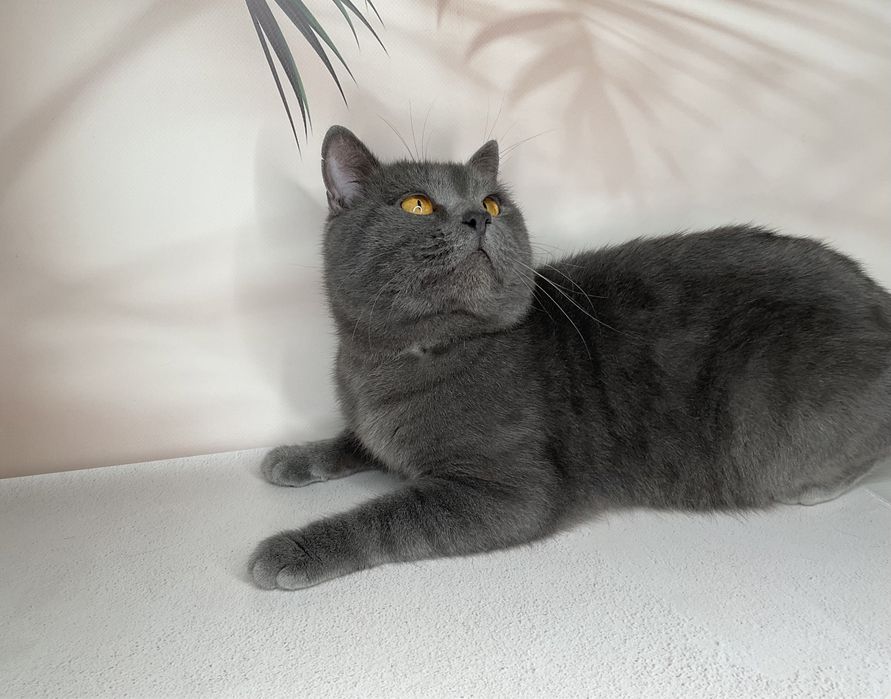 Британець кіт. Шукає наречену. британський