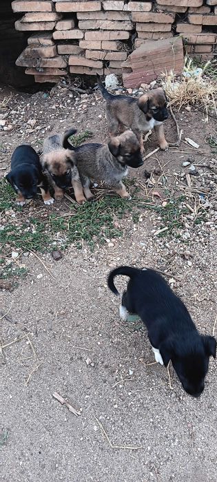 Doação 5 cachorros